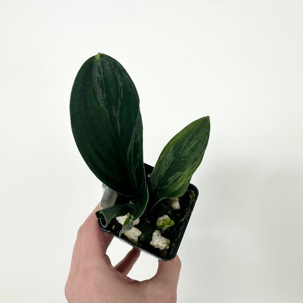 Z-5181 - Scindapsus treubii (Dark Form) variegata – Steve's Leaves