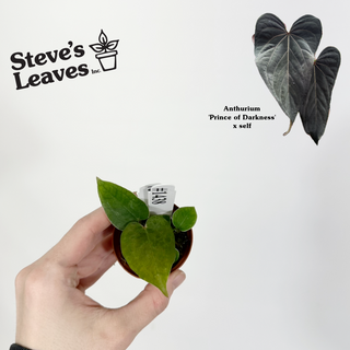 Anthurium 'Prince of Darkness' x self - 2 Seedlings [#1438]