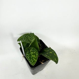 Z-5373 - Scindapsus pictus "Green Form" (Hassk)