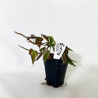 Z-4778 - Philodendron hederaceum ‘Micans Halo’
