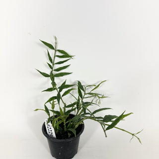 Hoya paxtonii [#2229]