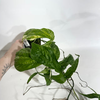 Z-5018 - Amydrium zippelianum variegata