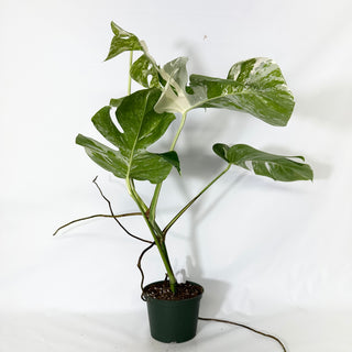 Z-4775 - Monstera deliciosa var. borsigiana albo-variegata