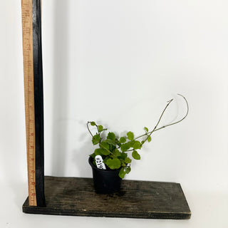 Hoya endauensis [#2197]