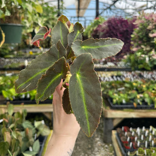 Begonia 'Magdalene Madsen'