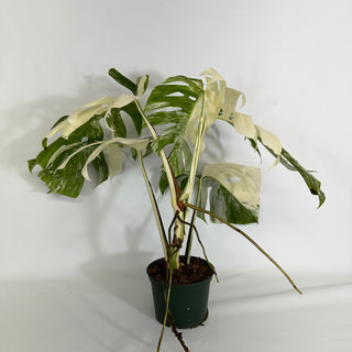 Z-4431 - Monstera deliciosa var. borsigiana albo-variegata