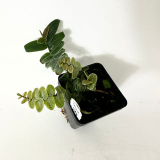 Z-5232 - Marcgravia umbellata