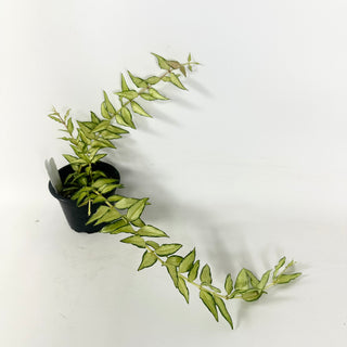 Hoya bella 'Luis Bois' [#1957]