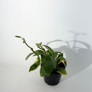 Hoya diversifolia albo-marginata [#2251]