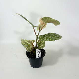 Begonia 'Snow Capped' (Variegated) [#2061]
