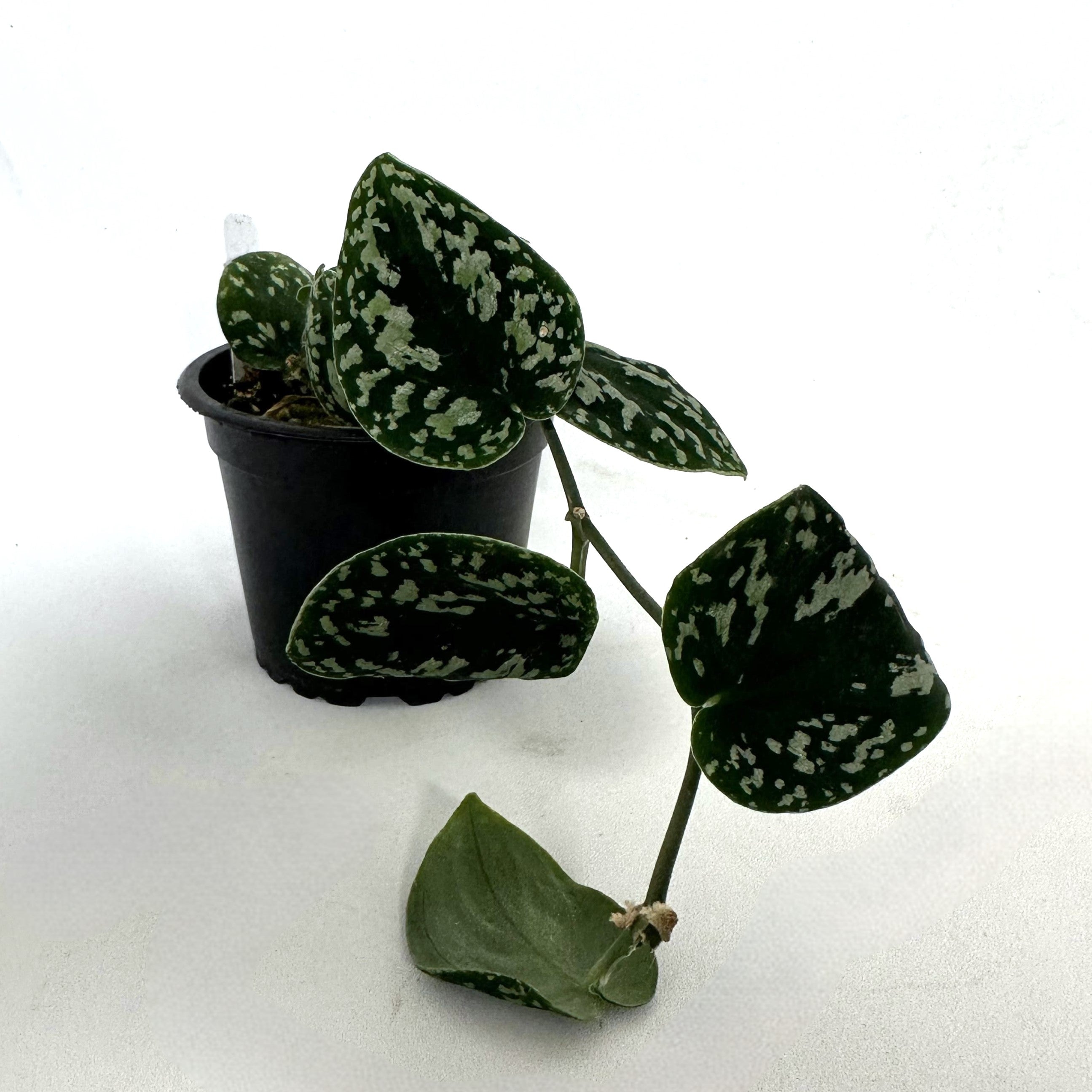 tri color pothos Scindapsus pictus "Tricolor"