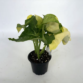 Z-2143 - Syngonium podophyllum "Orm Thong"
