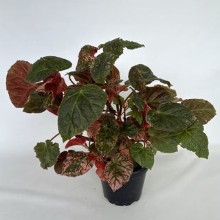 Z-2184 - Begonia 'Midnight Sun' - 5in Pot **NEW**