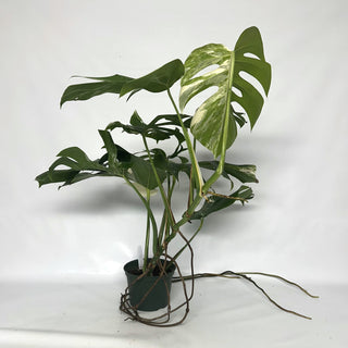 Z-2122 - Monstera deliciosa var. borsigiana albo-variegata