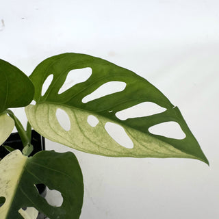 Z-2216 - Monstera adansonii albo-variegata