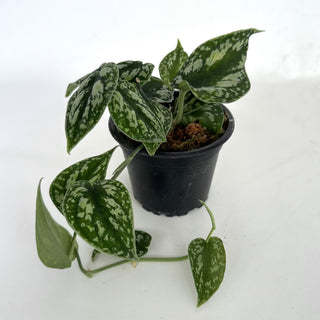 Z-2192 - Scindapsus pictus "Tricolor"
