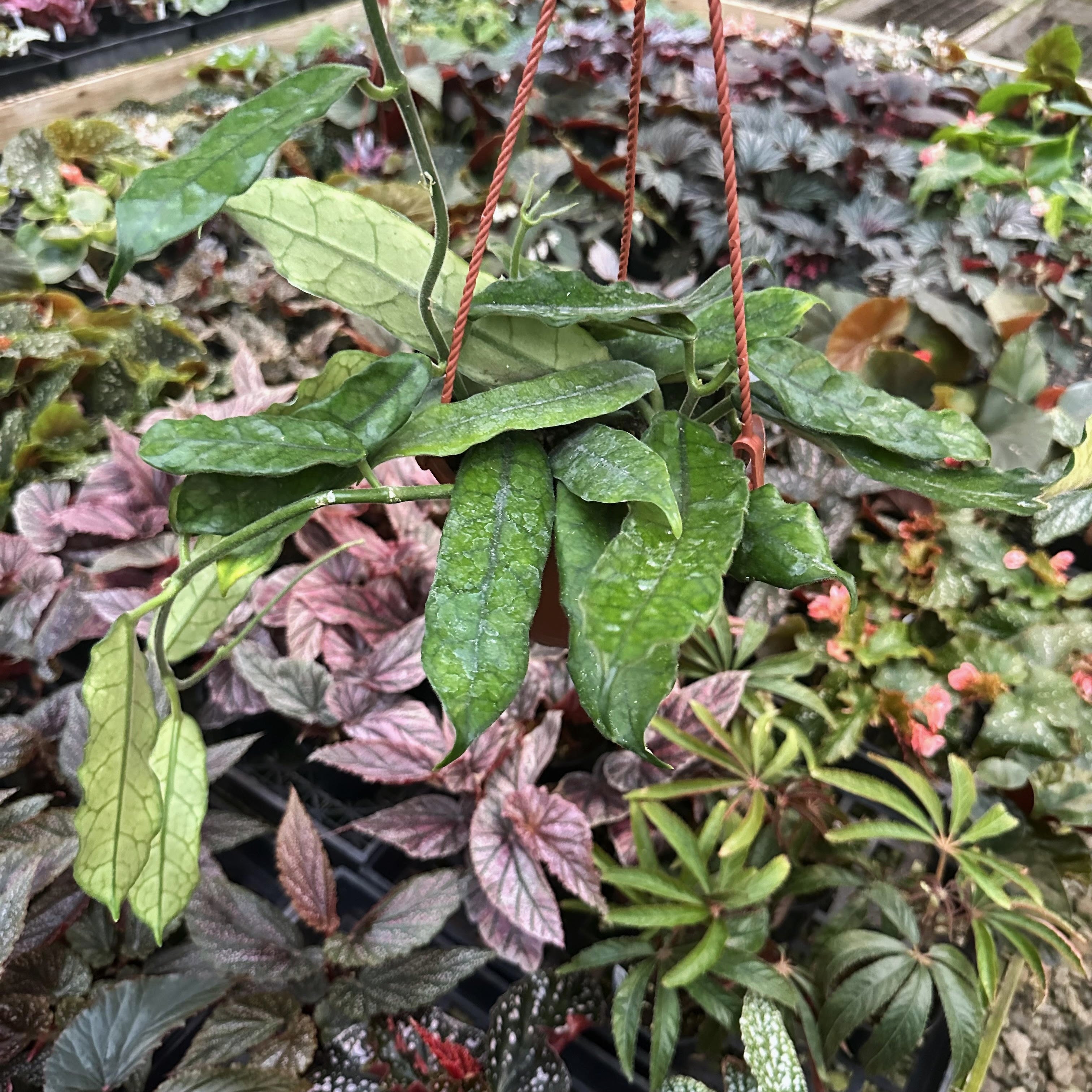 globulosa succulent Hoya globulosa