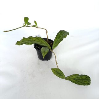 Z-2256 - Hoya sp. Tanggamus