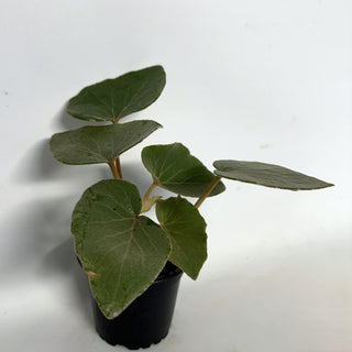 Begonia kuhlmannii