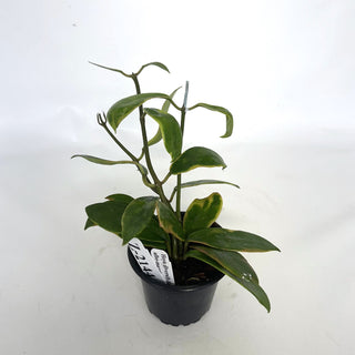 Z-2144 - Hoya diversifolia albo-marginata