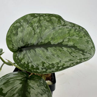 Z-2162 - Scindapsus pictus ‘Silver Dutchess’