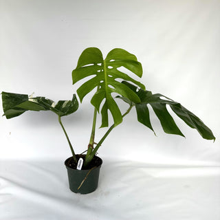 Monstera deliciosa var. borsigiana albo-variegata [#980]