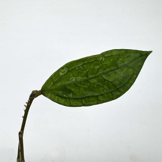 Z-2175 - Hoya sp. Germany
