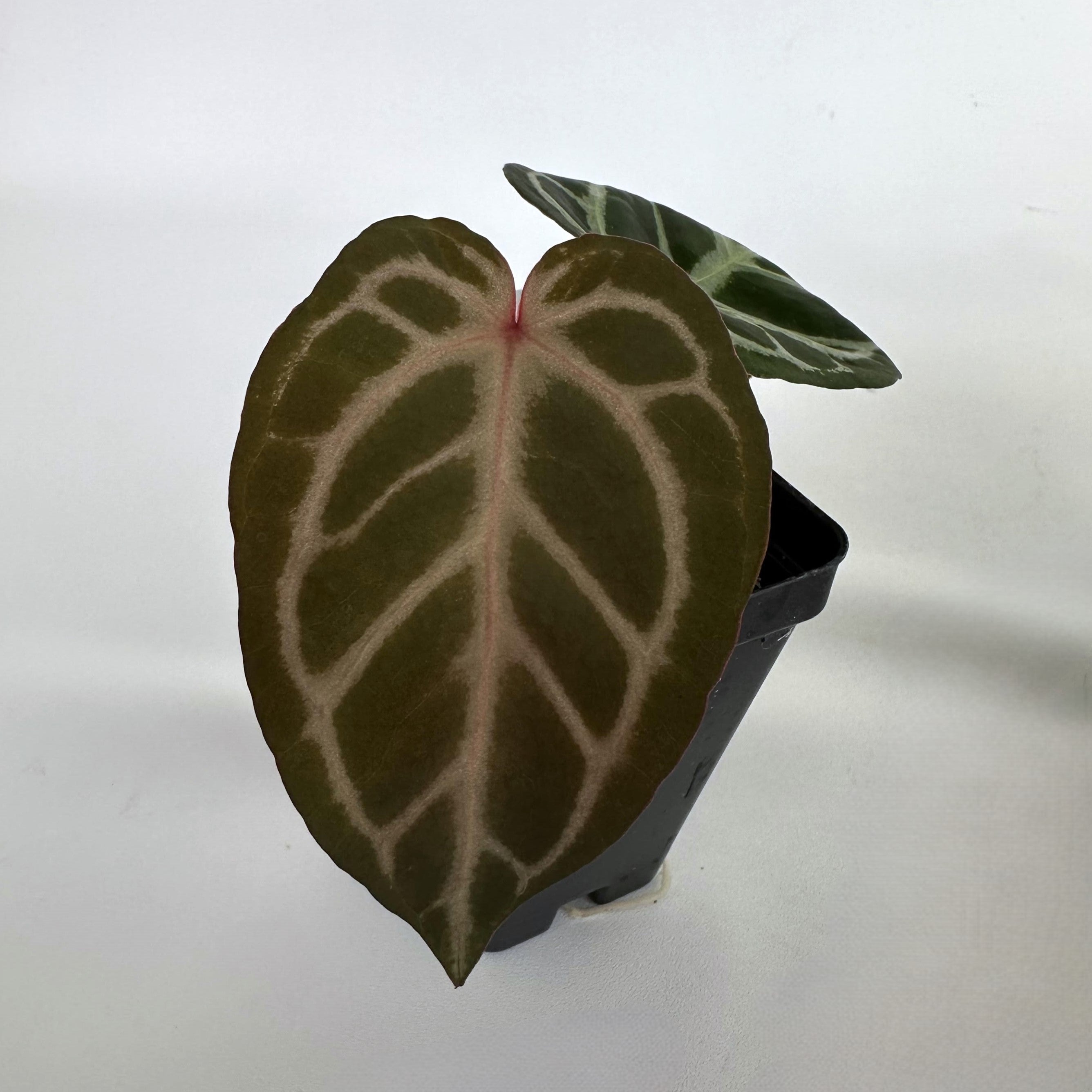 anthurium wonderboy Anthurium 'Silver Blush' x 'Wonder Boy'