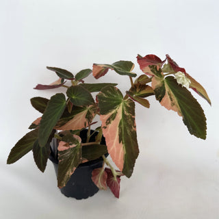Z-2156 - Begonia ‘Withlacoochee’ (Variegated)