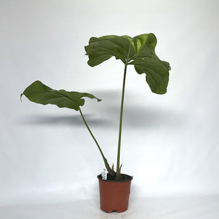 Z-2134 - Cercestis mirabilis