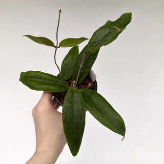 Z-2171 - Hoya ilagiorum