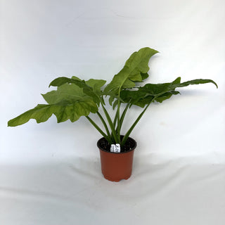 Z-2187 - Syngonium steyermarkii