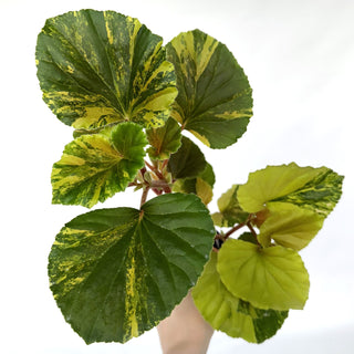 Begonia cucullata (variegated) [#978]