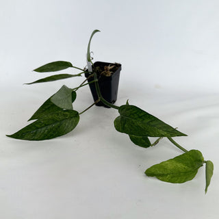 Z-2161 - Epipremnum pinnatum "Cebu Mint"