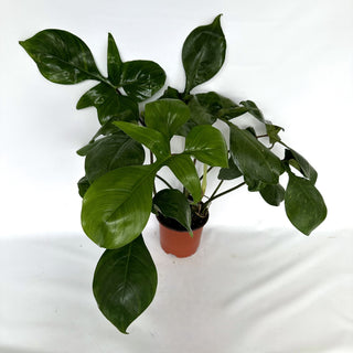 Z-2251 - Philodendron sp. 69686 x subhastatum **2nd Release**