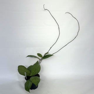Z-2149 - Hoya cv. EPC1002 (vittelina x finlaysonii) **NEW Release**