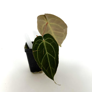 Anthurium magnificum/'Silver Blush' x aff. besseae