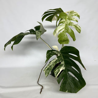 Z-2237 - Monstera deliciosa var. borsigiana albo-variegata