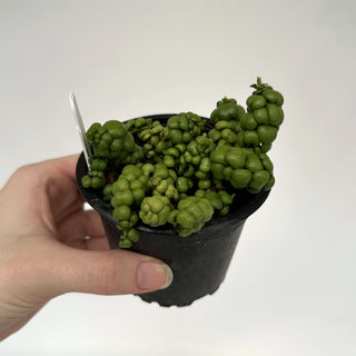 Z-2165 - Dischidia nummularia "Dragon Jade"