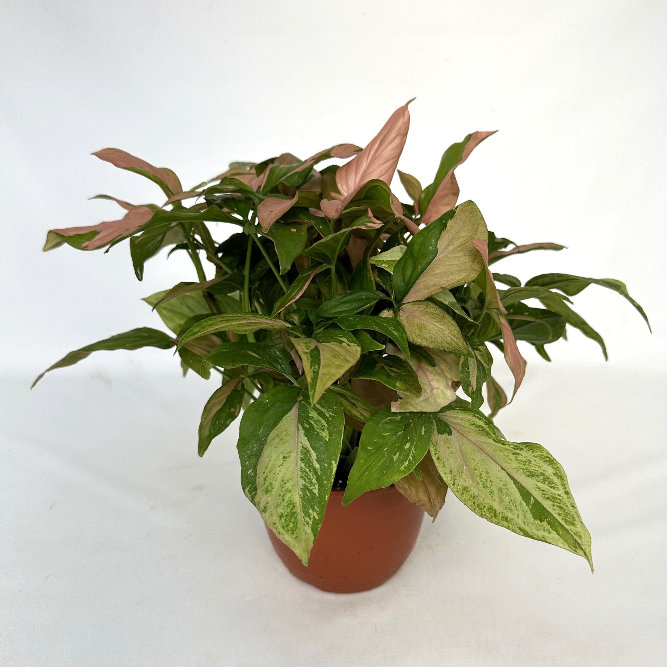 aglaonema hanging basket Syngonium podophyllum 'Pink Splash'
