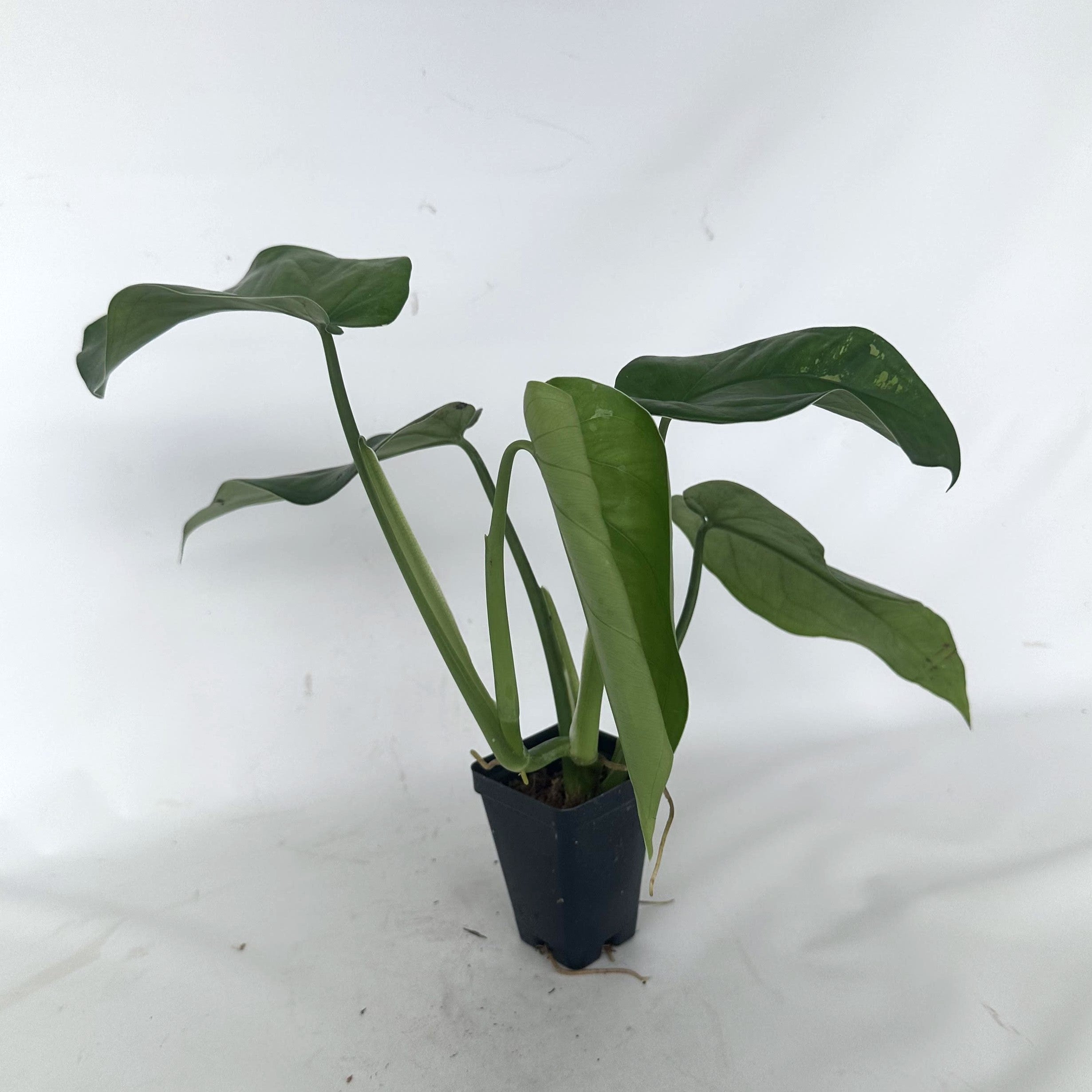 philodendron bipennifolium glaucous blue form Syngonium chiapense