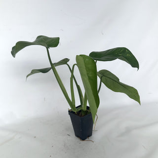 Syngonium chiapense - 3.5" Pot (reverted variegated)