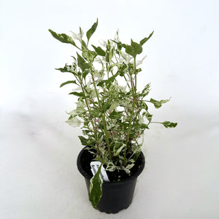 Alternanthera ficoidea "Snowball"