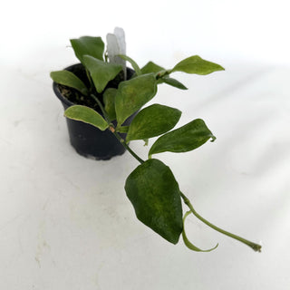 Z-2173 - Hoya oblongata