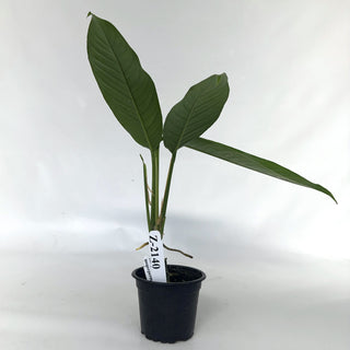 Z-2140 - Rhaphidophora megasperma