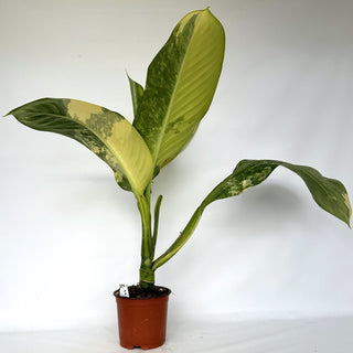Z-2242 - Dieffenbachia ‘Big Ben’ variegated **NEW Release**