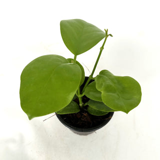 Hoya australis ‘Kapoho’