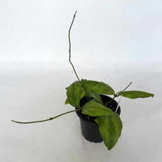 Z-2253 - Hoya ‘Mistsie’ **NEW Release*