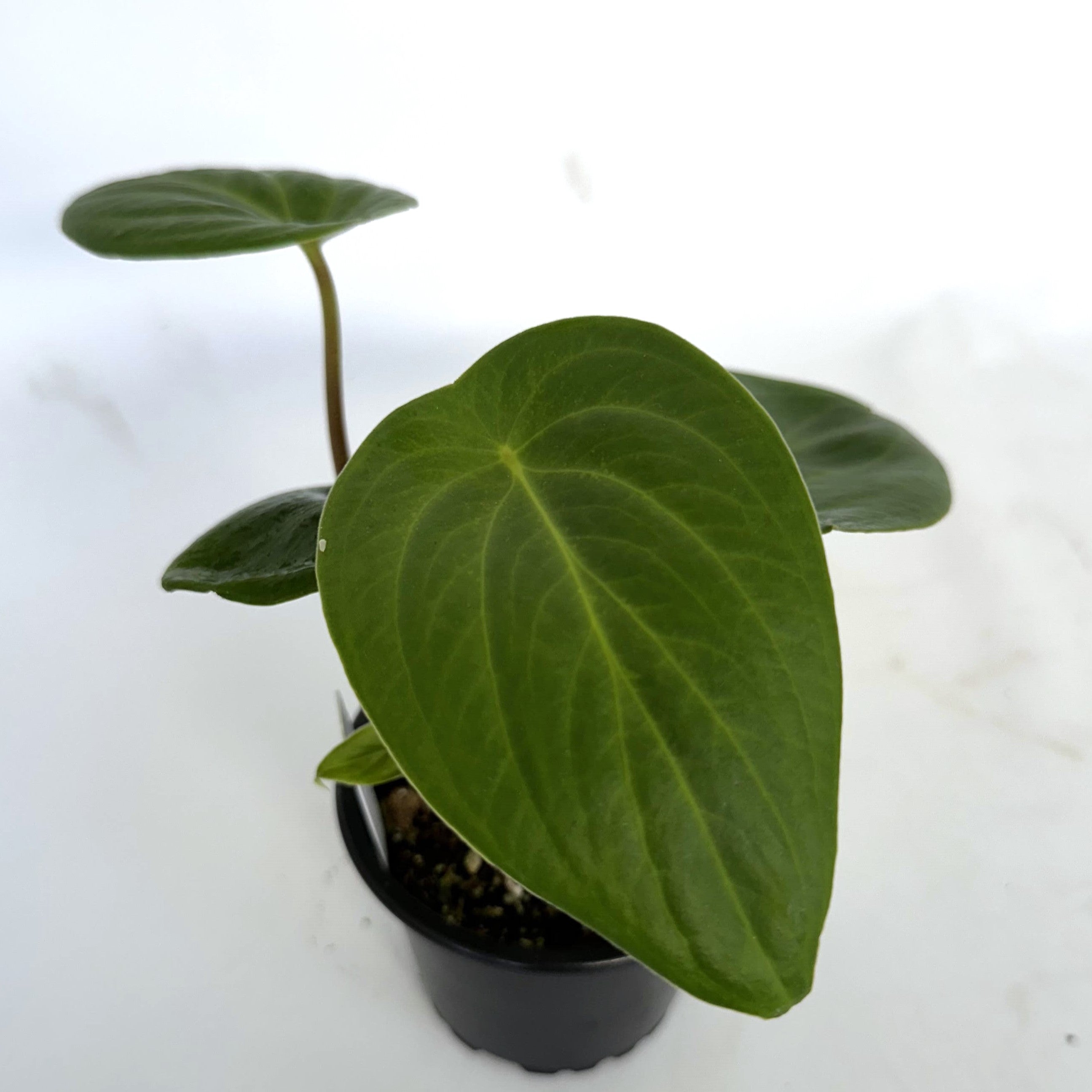 philodendron sp costa rica Peperomia sp. Costa Rica