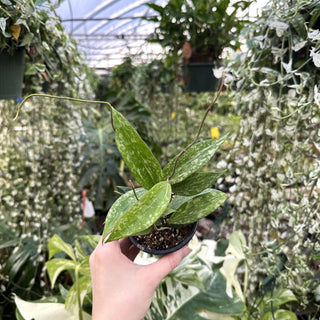 Hoya sp. Rangsan